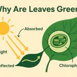 Why Are Leaves Green? The Science Behind Leaf Color