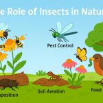 The Role of Insects in Nature: Tiny Creatures, Huge Impact