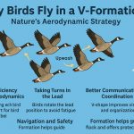 Why Birds Fly in a V-Formation: Nature’s Aerodynamic Strategy